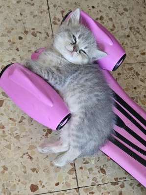 Шотландские котята фото 9