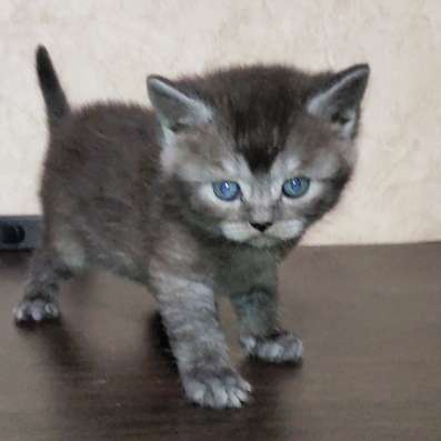 Продам шотландского котика