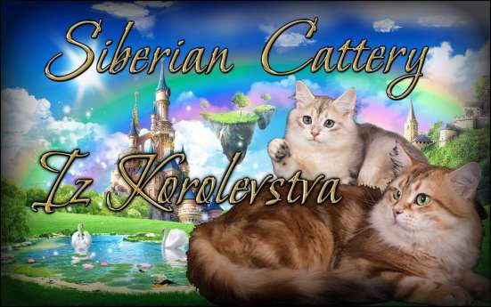 Сибирские котята в Апрелевке фото 9