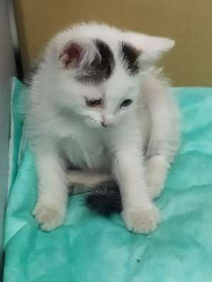 Котенок бесплатно