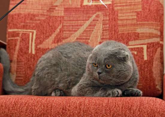 Вислоухий котик Фред ищет добрые руки в Калуге
