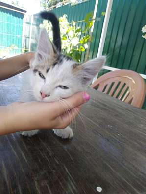 Отдам котят