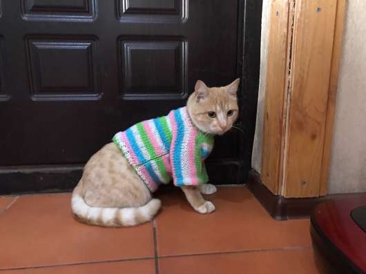 Рыжая кошечка