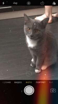 Британский котёнок