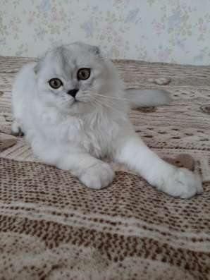 Шотладский котенок фото 5