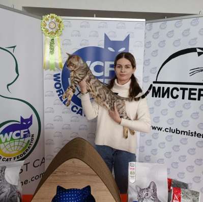 Бенгальские котята из питомника фото 4