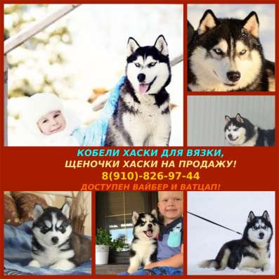 Хаски для вязки, щенки на продажу