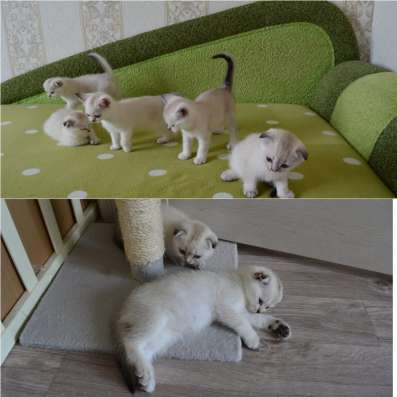 Продам шотландских котят в Краснодаре