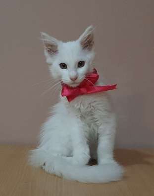 Котята породы Мейн-кун