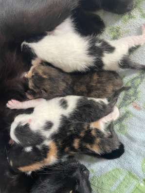 Котенок в добрые руки в Сочи фото 7