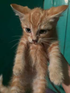 котята , мыски в Междуреченске фото 4