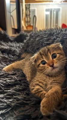 Отдам котенка в добрые руки
