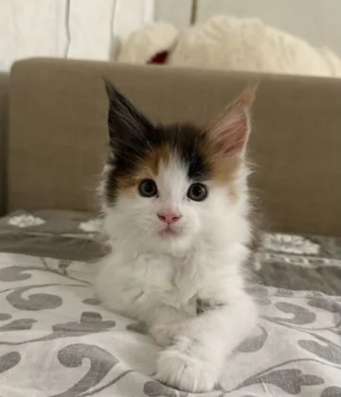 Котенок Мейн-кун
