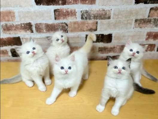 Котята Рэгдолл