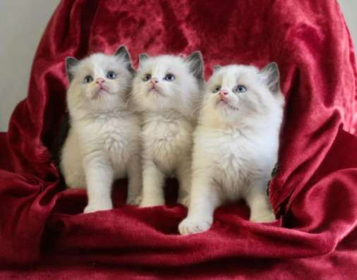 Ragdoll kittens