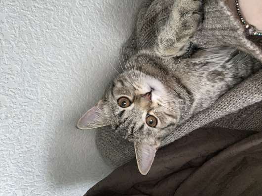 Британский котенок