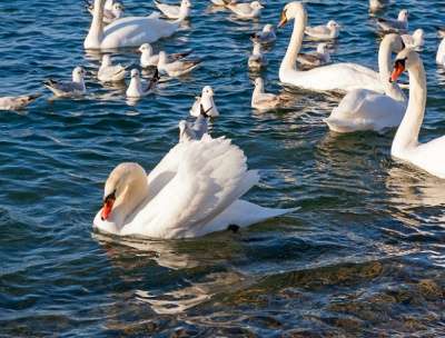 фотоаппарат Canon Canon EOS 500D в Анапе фото 3