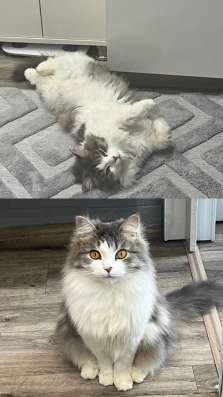 Котик