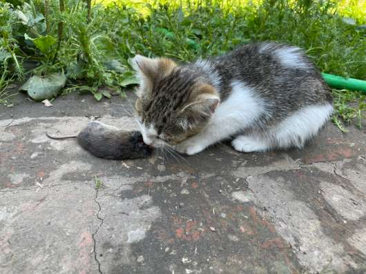 Отдаем котят в добрые руки в Одинцово
