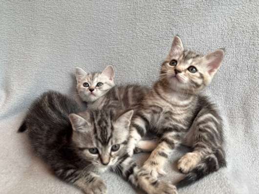 Котята
