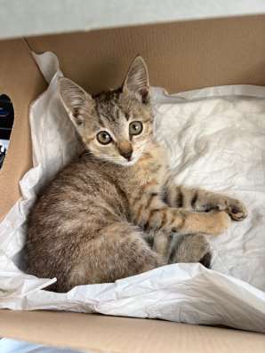 Отдам котенка в добрые руки