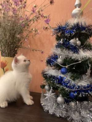 Клубные котята фото 5
