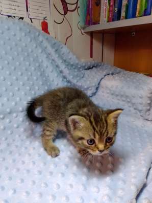 ШОТЛАНДСКИЕ КОТЯТА фото 6