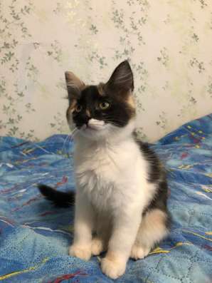 Котята в добрые руки ? в Нижнем Новгороде фото 3