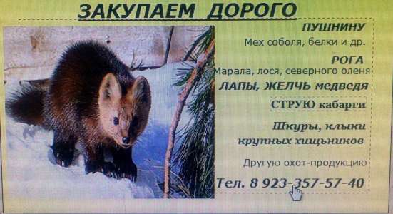 Камус в Красноярске фото 3
