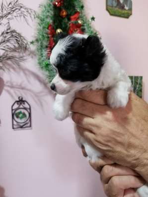 Китайская Хохлатая собачка! фото 3
