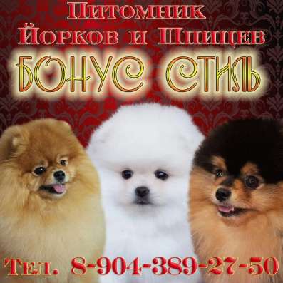 Вязка шпица в Екатеринбурге фото 3