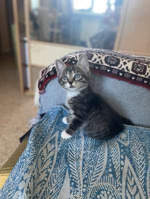 Котенок в добрые руки