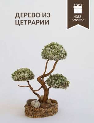 Дерево из цетрарии