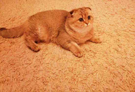 Belgeler ile yavru kedi satışı в Челябинске