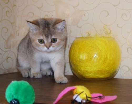 Шотландская кошечка фото 5