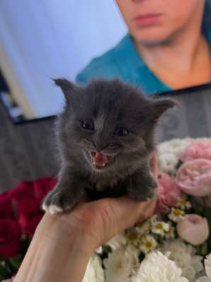 Отдам котят в добрые ручки в Омске