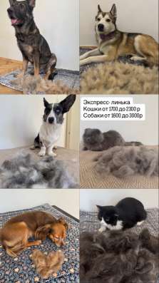 Груминг Ищу моделей на экспресс линьку