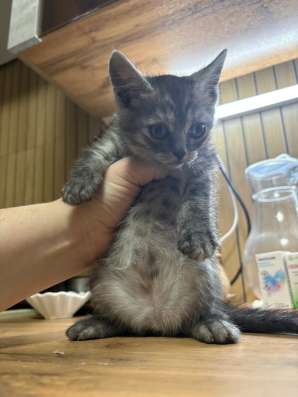 Котята в Якутске