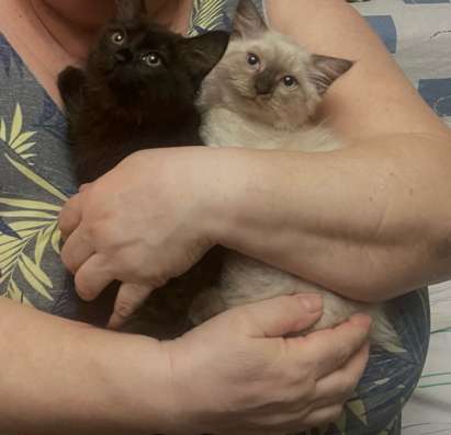 Котята в добрые руки