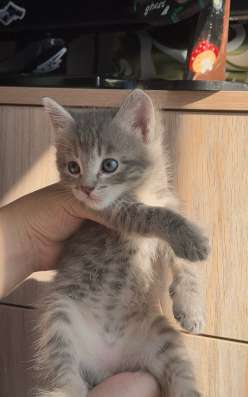 Отдам в добрые руки котят в Кумертау