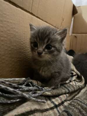 Отдаю котят в Красноярске