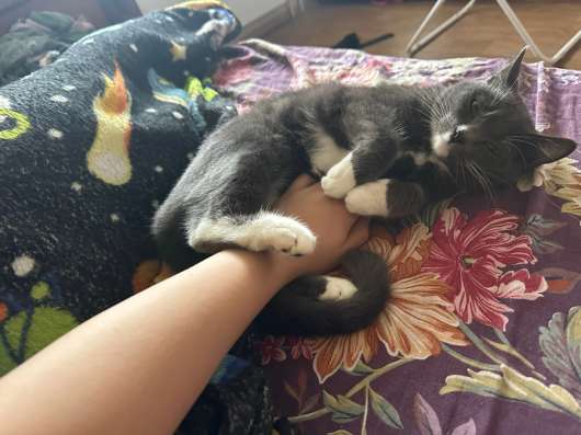 Кошка