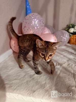 Котёнок в добрые руки в Ставрополе
