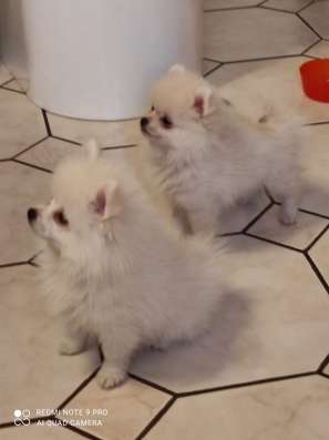 Pomeranian Zwergspiz