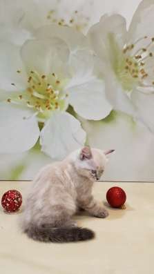 СИБИРСКИЙ КОТЁНОК С РОДОСЛОВНОЙ в Москве фото 7