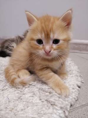 Котята шотландцы в Тольятти фото 3