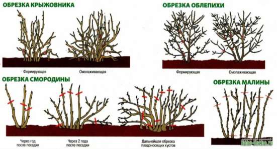 Услуги садовника. Обрезка. Посадка. Уборка участка фото 4