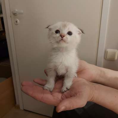 Шотландские вислоухие котята фото 9