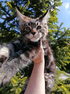 Котята мейн-кун продажа в Туле фото 16