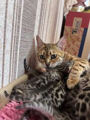 Бенгальские котята фото 3